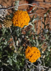 Helichrysum hebelepis