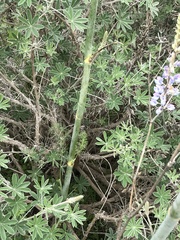 Lupinus longifolius