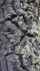 Araucaria araucana