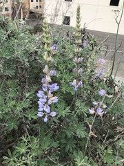 Lupinus longifolius