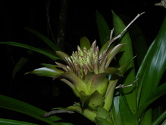 Guzmania lingulata