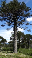 Araucaria araucana