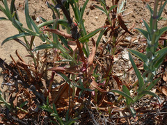 Penstemon centranthifolius