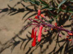 Penstemon centranthifolius