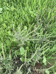 Ambrosia psilostachya