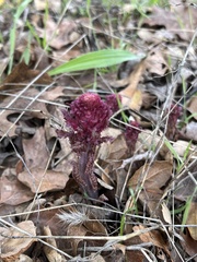 Pedicularis densiflora
