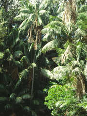 Howea forsteriana