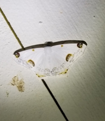 Sericoptera