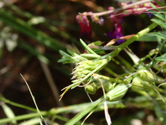 Vicia villosa