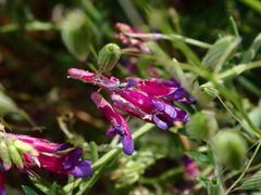 Vicia villosa