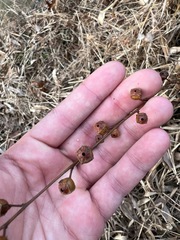 Ludwigia alternifolia