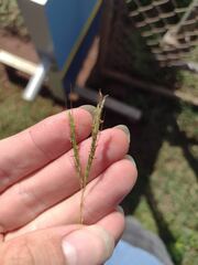 Bothriochloa pertusa