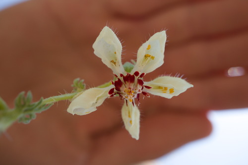 Loasa prostrata (Loasa prostrata)