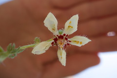 Loasa prostrata