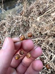 Ludwigia alternifolia