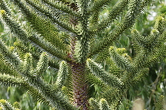 Araucaria araucana