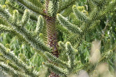 Araucaria araucana