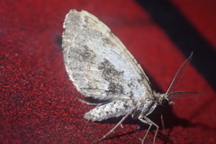 Asaphodes aegrota