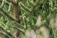 Araucaria araucana