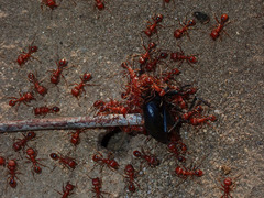 Pogonomyrmex californicus