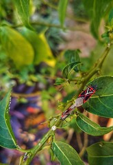 Anochrostomus formosus