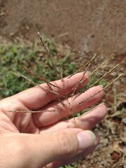 Dichanthium annulatum annulatum