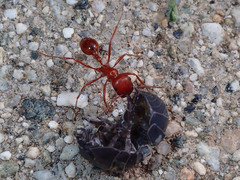 Pogonomyrmex californicus
