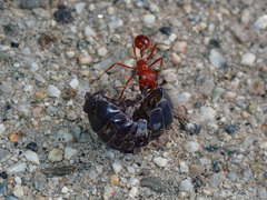 Pogonomyrmex californicus
