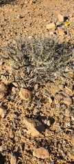 Cylindropuntia tesajo