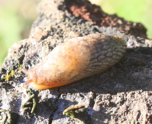 Deroceras reticulatum