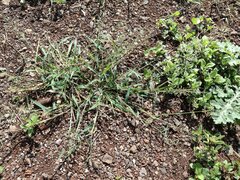 Eragrostis barrelieri