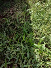 Urochloa plantaginea