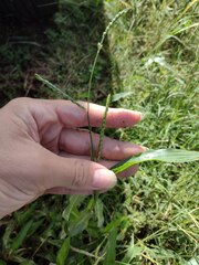 Urochloa plantaginea