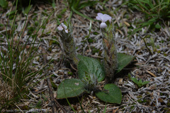 Stenandrium diphyllum