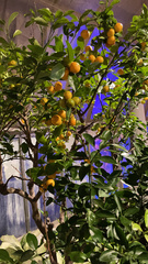 Citrus × microcarpa