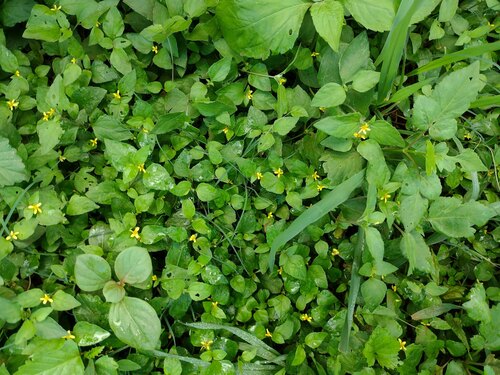 Calyptocarpus vialis observed 2022-12-26