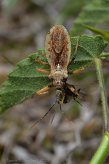 Cosmoclopius pallidus