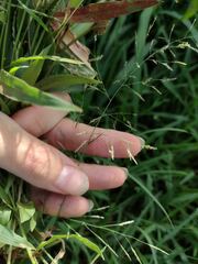 Eragrostis tenuifolia