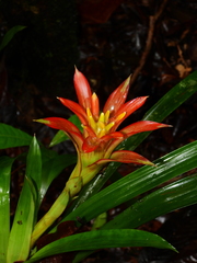 Guzmania lingulata