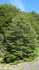 Nothofagus dombeyi
