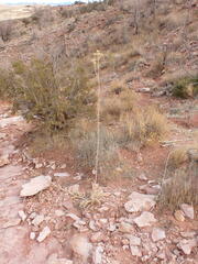 Cirsium mohavense