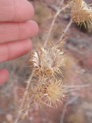 Cirsium mohavense