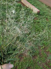 Eragrostis barrelieri