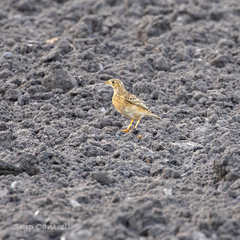 Anthus spragueii
