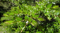 Nothofagus dombeyi