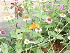 Dryas iulia