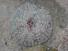 Heliocidaris tuberculata