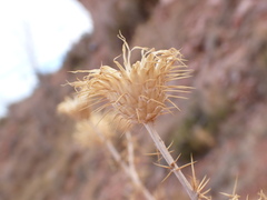 Cirsium mohavense