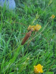 Proholopterus chilensis