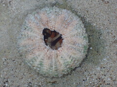 Heliocidaris tuberculata